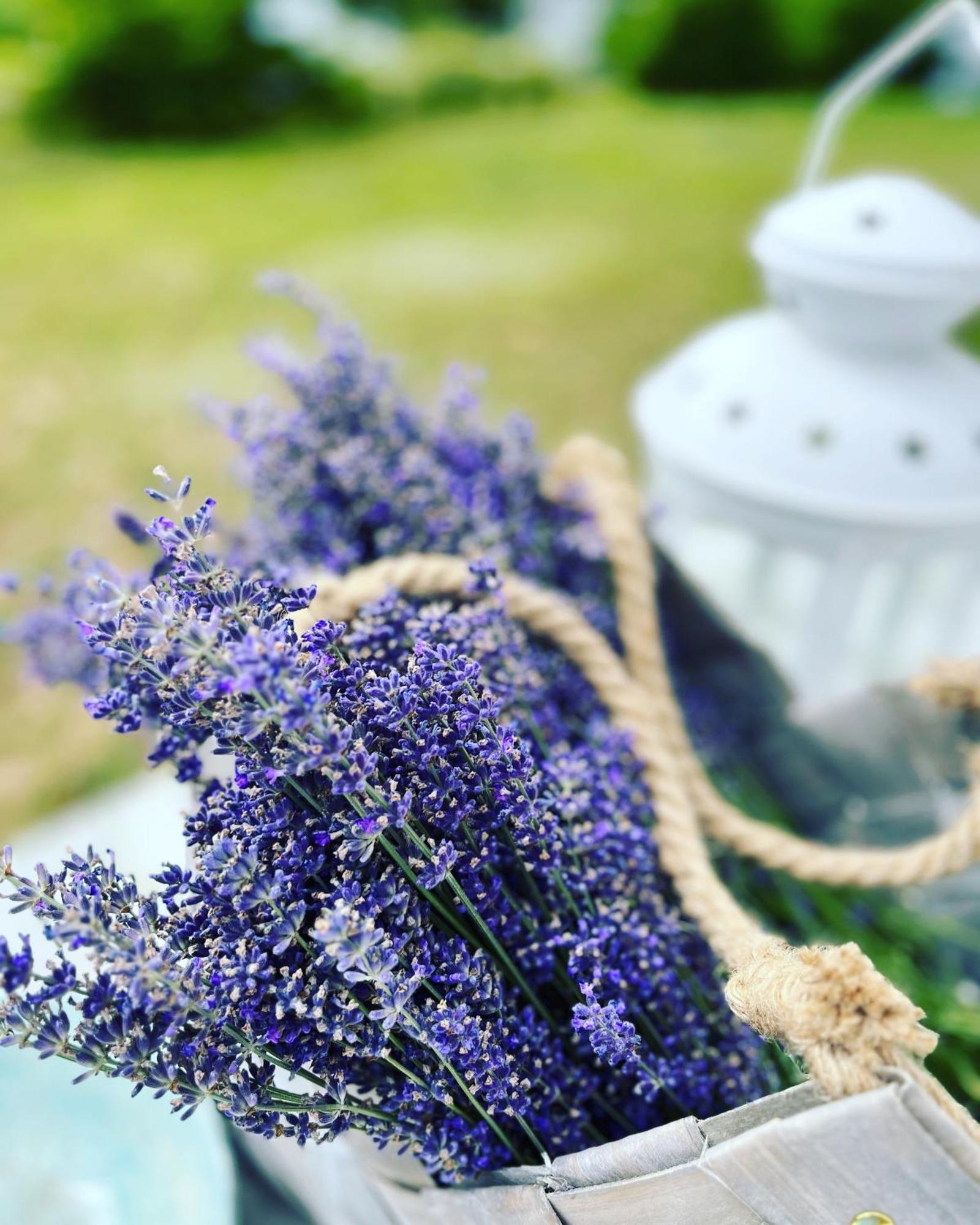 Lavender Village Kiemeliai Екстер'єр фото