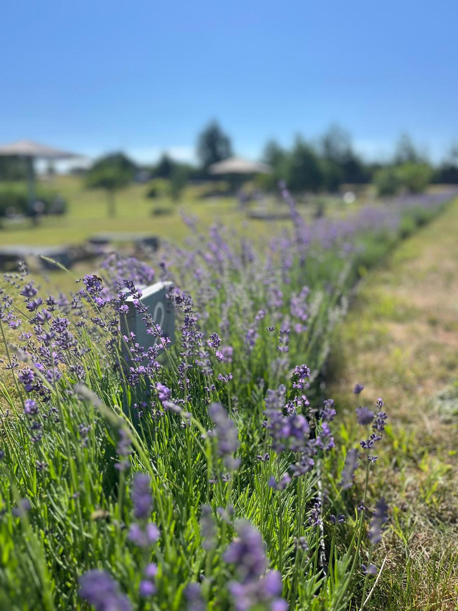 Lavender Village Kiemeliai Екстер'єр фото