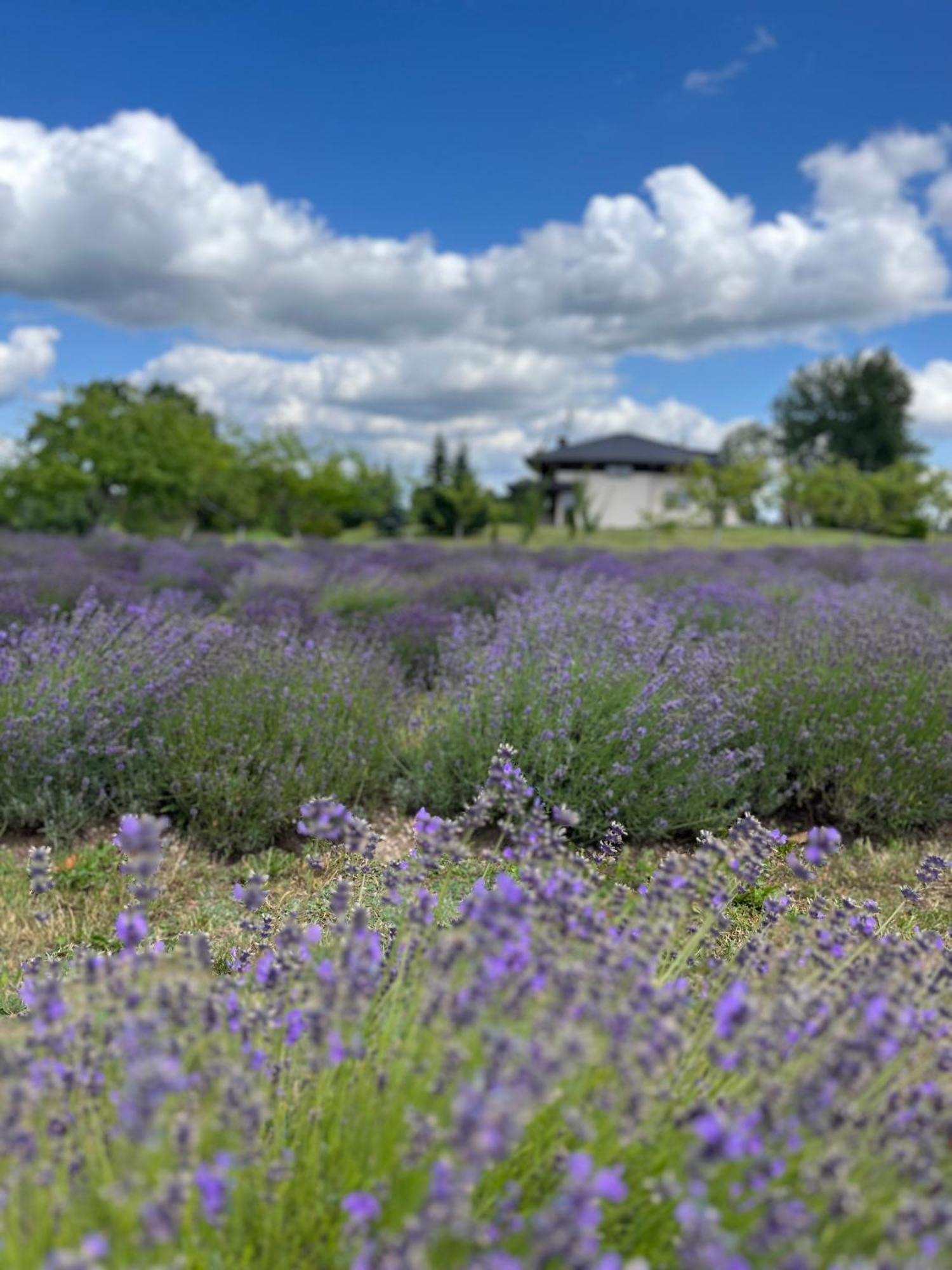 Lavender Village Kiemeliai Екстер'єр фото