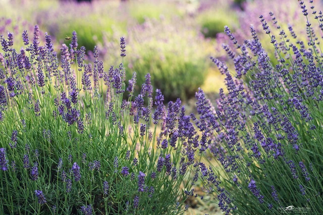 Lavender Village Kiemeliai Екстер'єр фото