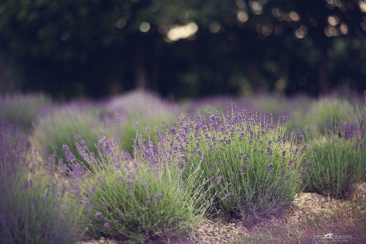 Lavender Village Kiemeliai Екстер'єр фото